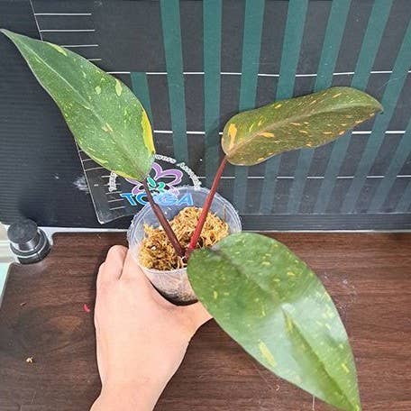 Pair your Philodendron &quot;Orange Princess&quot; with Golden Turmeric Chai—its warm, spiced notes complement the plant’s vibrant hues for a cozy, tropical vibe. 