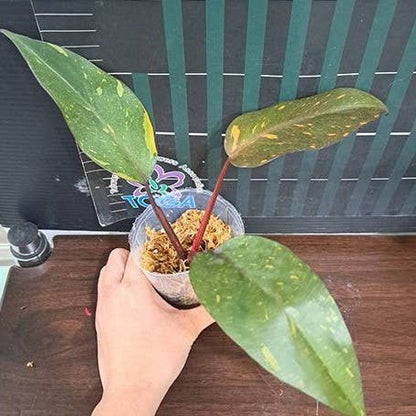 Pair your Philodendron &quot;Orange Princess&quot; with Golden Turmeric Chai—its warm, spiced notes complement the plant’s vibrant hues for a cozy, tropical vibe. 