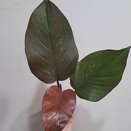Pair your Philodendron &quot;Orange Princess&quot; with Golden Turmeric Chai—its warm, spiced notes complement the plant’s vibrant hues for a cozy, tropical vibe. 
