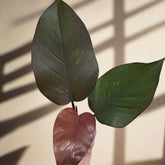 Pair your Philodendron "Orange Princess" with Golden Turmeric Chai—its warm, spiced notes complement the plant’s vibrant hues for a cozy, tropical vibe. 
