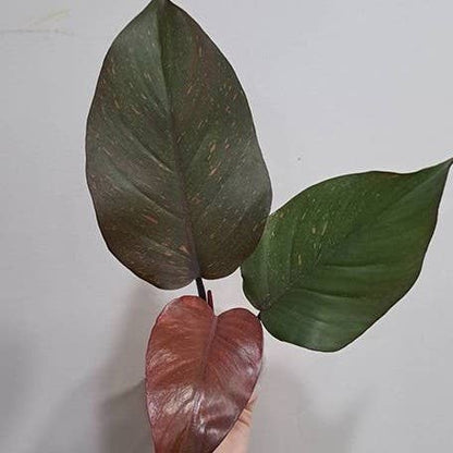 Pair your Philodendron &quot;Orange Princess&quot; with Golden Turmeric Chai—its warm, spiced notes complement the plant’s vibrant hues for a cozy, tropical vibe. 