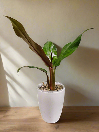 Philodendron Painted Lady x Orange Juice Variegated Orange Marmalade Indonesian Form