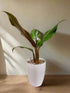 Philodendron Painted Lady x Orange Juice Variegated Orange Marmalade Indonesian Form
