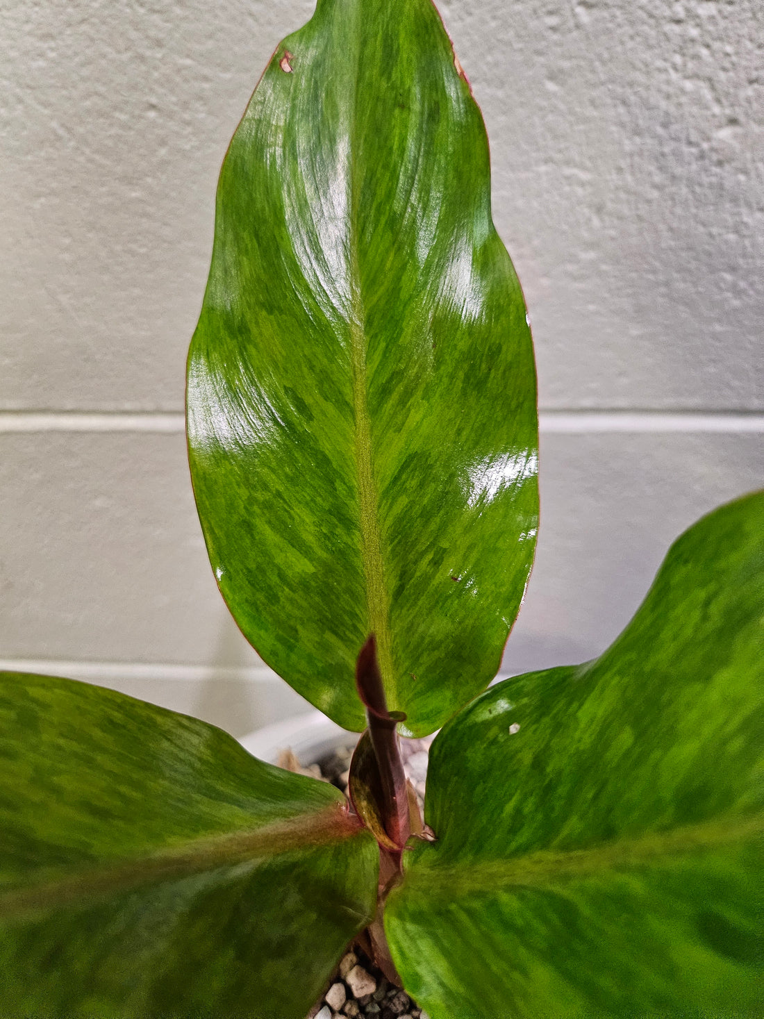 Philodendron Painted Lady x Orange Juice Variegated Orange Marmalade Indonesian Form