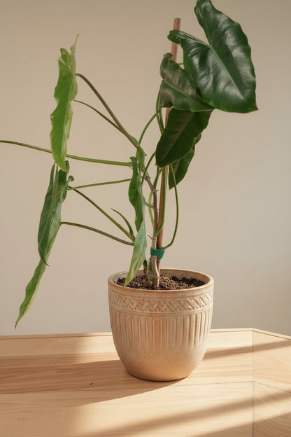 The Philodendron Paraiso Verde is a rare tropical beauty prized for its marbled green variegation, slow growth, and stunning, one-of-a-kind foliage.