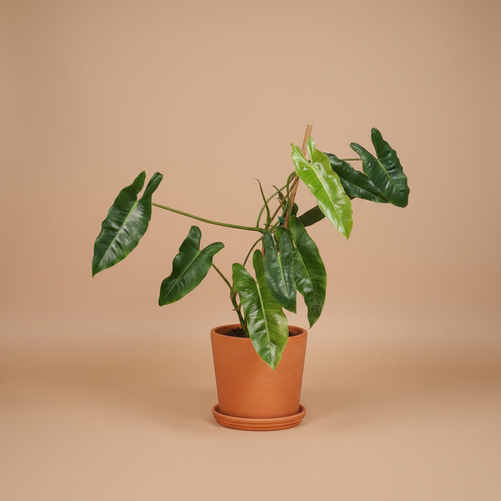 The Philodendron Paraiso Verde is a rare tropical beauty prized for its marbled green variegation, slow growth, and stunning, one-of-a-kind foliage.