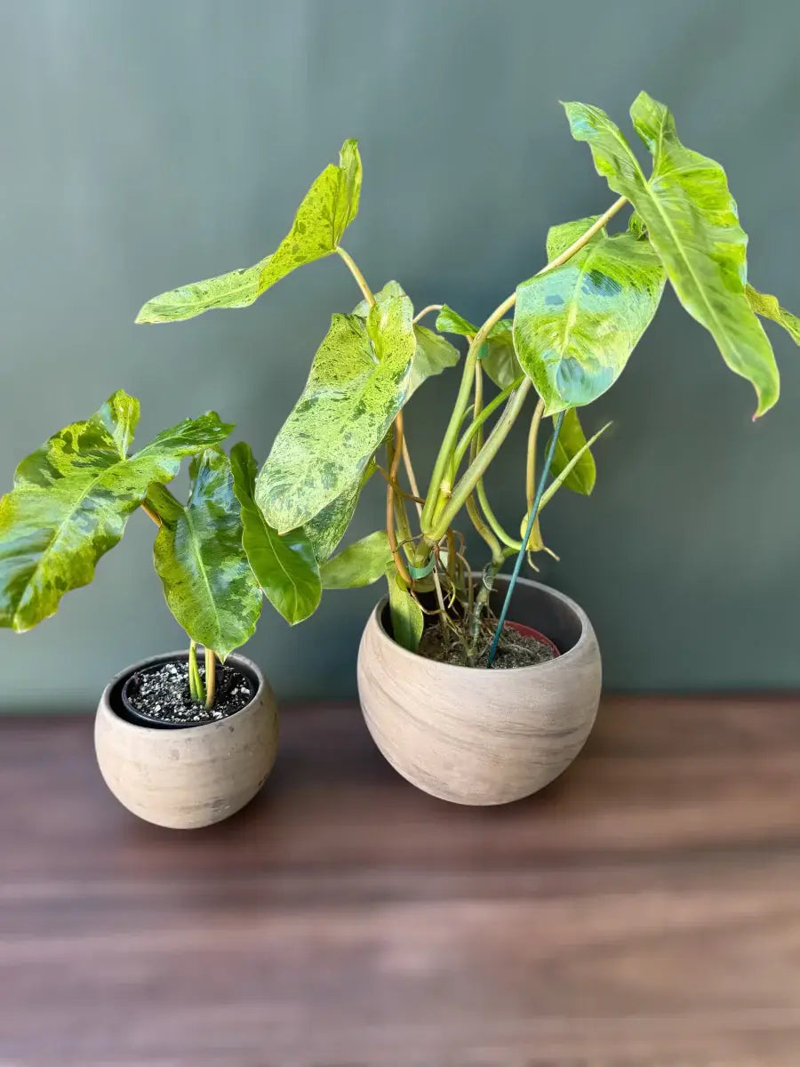 The Philodendron Parao Verde is a rare tropical beauty prized for its marbled green variegation, slow growth, and stunning, one-of-a-kind foliage.