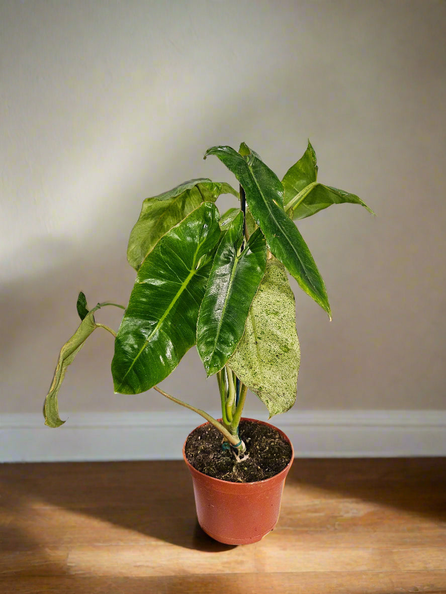 The Philodendron Parao Verde is a rare tropical beauty prized for its marbled green variegation, slow growth, and stunning, one-of-a-kind foliage.