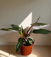 Philodendron ‘Pink Knight’ is a rare hybrid bursting with pink, white, and green foliage—perfect for collectors seeking color, contrast, and a statement piece.