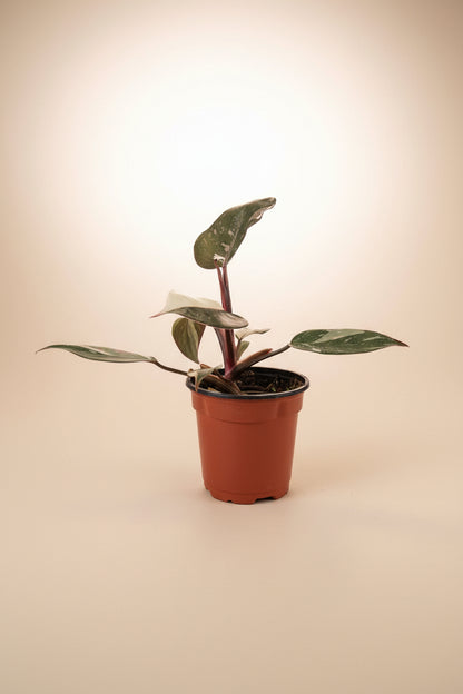 Philodendron ‘Pink Knight’ is a rare hybrid bursting with pink, white, and green foliage—perfect for collectors seeking color, contrast, and a statement piece.