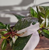 Philodendron ‘Pink Knight’ is a rare hybrid bursting with pink, white, and green foliage—perfect for collectors seeking color, contrast, and a statement piece.