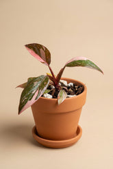Philodendron ‘Pink Princess Marble Galaxy’ features candy-pink speckles and rich green foliage. A stunning climbing plant for your indoor jungle.