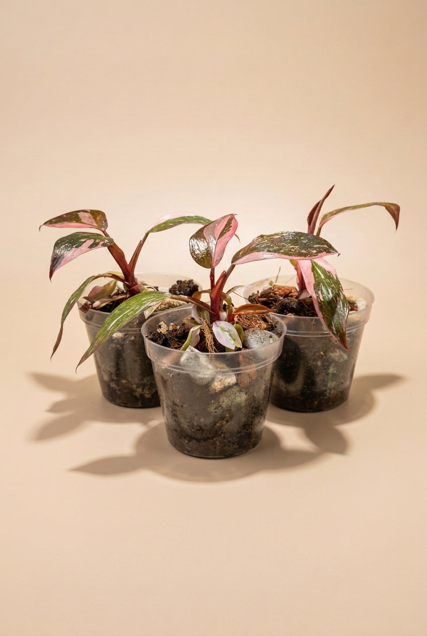 Philodendron ‘Pink Princess Marble Galaxy’ features candy-pink speckles and rich green foliage. A stunning climbing plant for your indoor jungle.