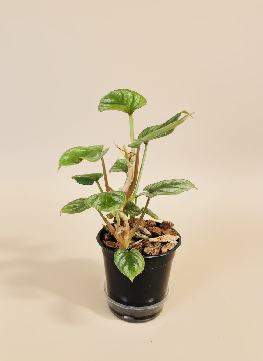 Philodendron Plowmanii is a rare, ground-crawling aroid with bold, rippled leaves and striking texture—an exotic, sculptural gem for collectors.