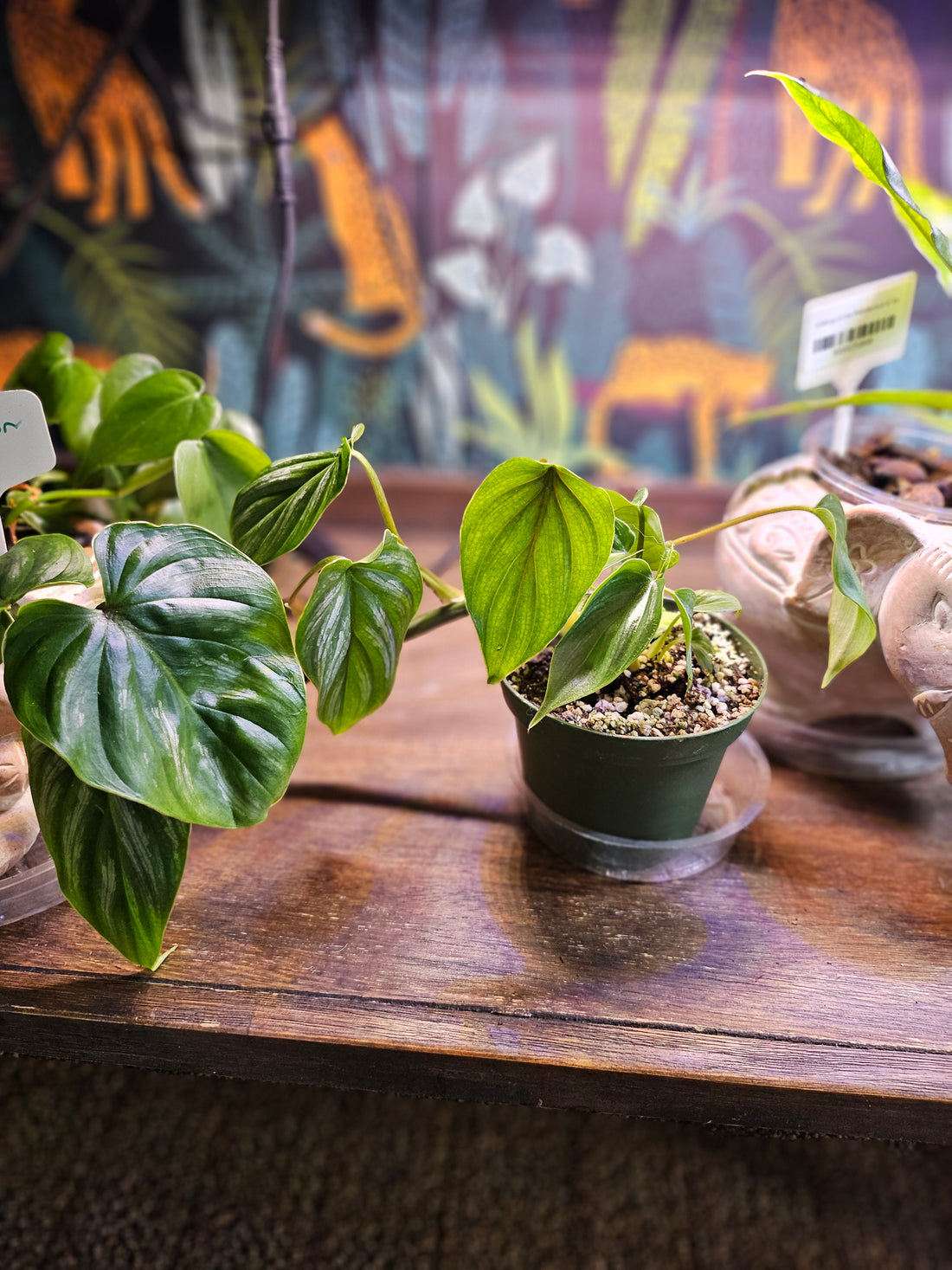 Philodendron Plowmanii is a rare, ground-crawling aroid with bold, rippled leaves and striking texture—an exotic, sculptural gem for collectors.