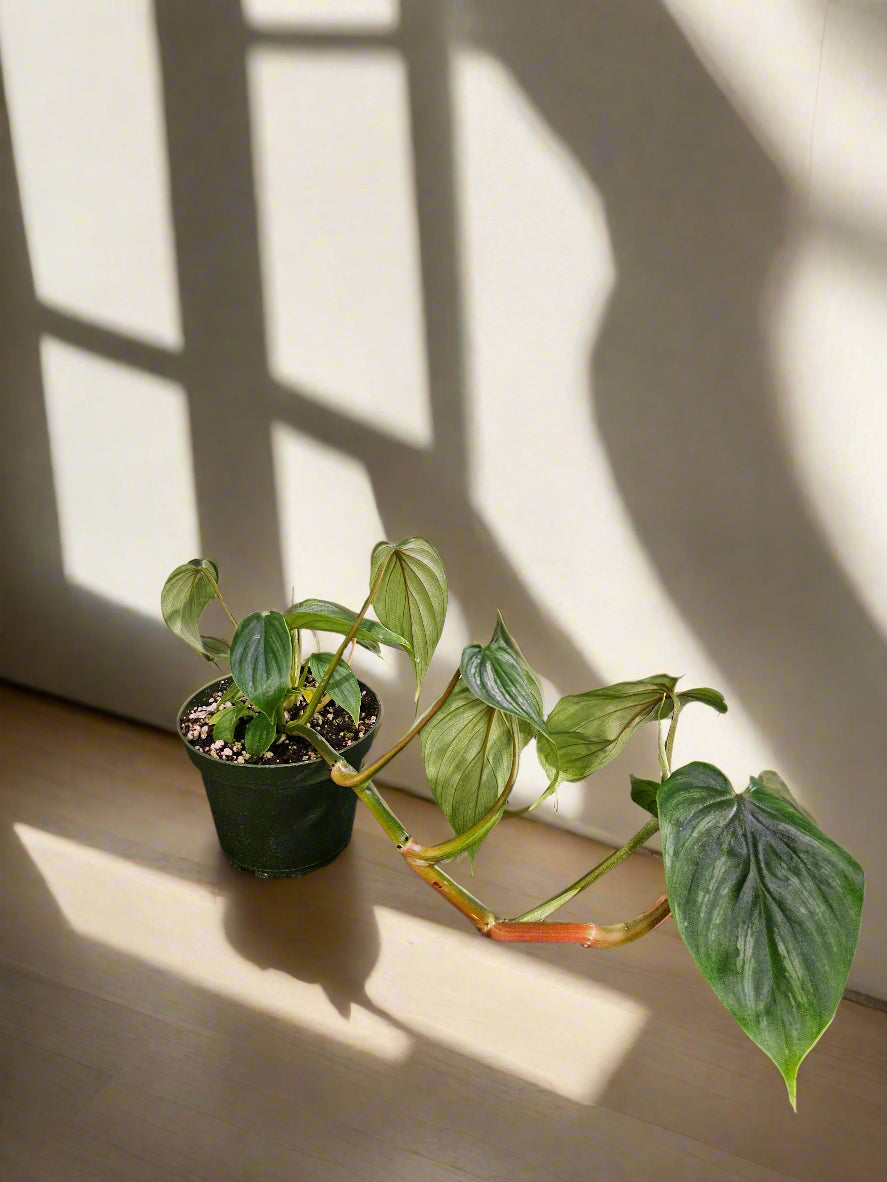 Philodendron Plowmanii is a rare, ground-crawling aroid with bold, rippled leaves and striking texture—an exotic, sculptural gem for collectors.