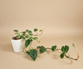 Philodendron Plowmanii is a rare, ground-crawling aroid with bold, rippled leaves and striking texture—an exotic, sculptural gem for collectors.