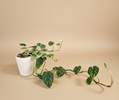 Philodendron Plowmanii is a rare, ground-crawling aroid with bold, rippled leaves and striking texture—an exotic, sculptural gem for collectors.