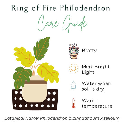 Ring of Fire Philodendron Rare Plant (Philodendron bipinnatifidum x selloum)