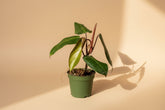 Philodendron Red Emerald is a fast-growing tropical aroid with glossy green leaves and bold red stems—easy care, perfect for indoor jungles.