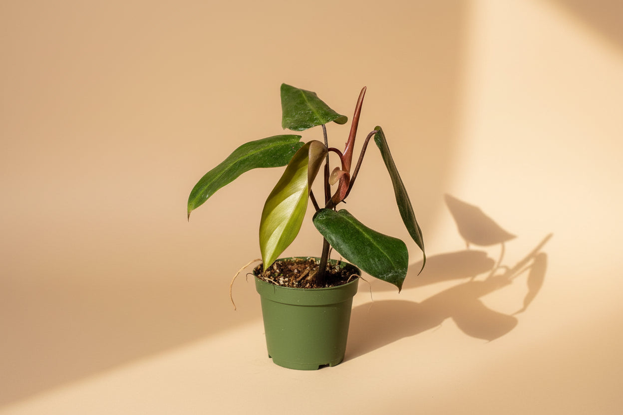 Philodendron Red Emerald is a fast-growing tropical aroid with glossy green leaves and bold red stems—easy care, perfect for indoor jungles.