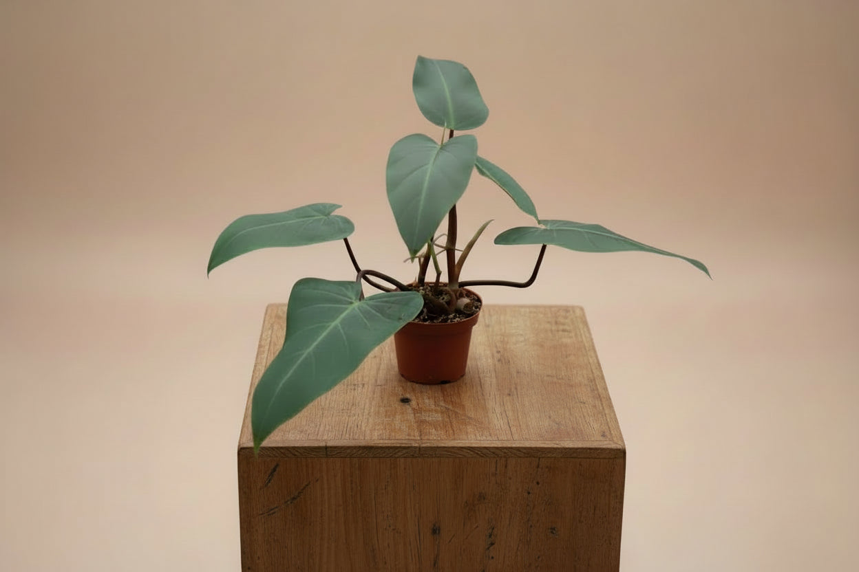 Philodendron Red Emerald is a fast-growing tropical aroid with glossy green leaves and bold red stems—easy care, perfect for indoor jungles.