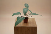 Philodendron Red Emerald is a fast-growing tropical aroid with glossy green leaves and bold red stems—easy care, perfect for indoor jungles.