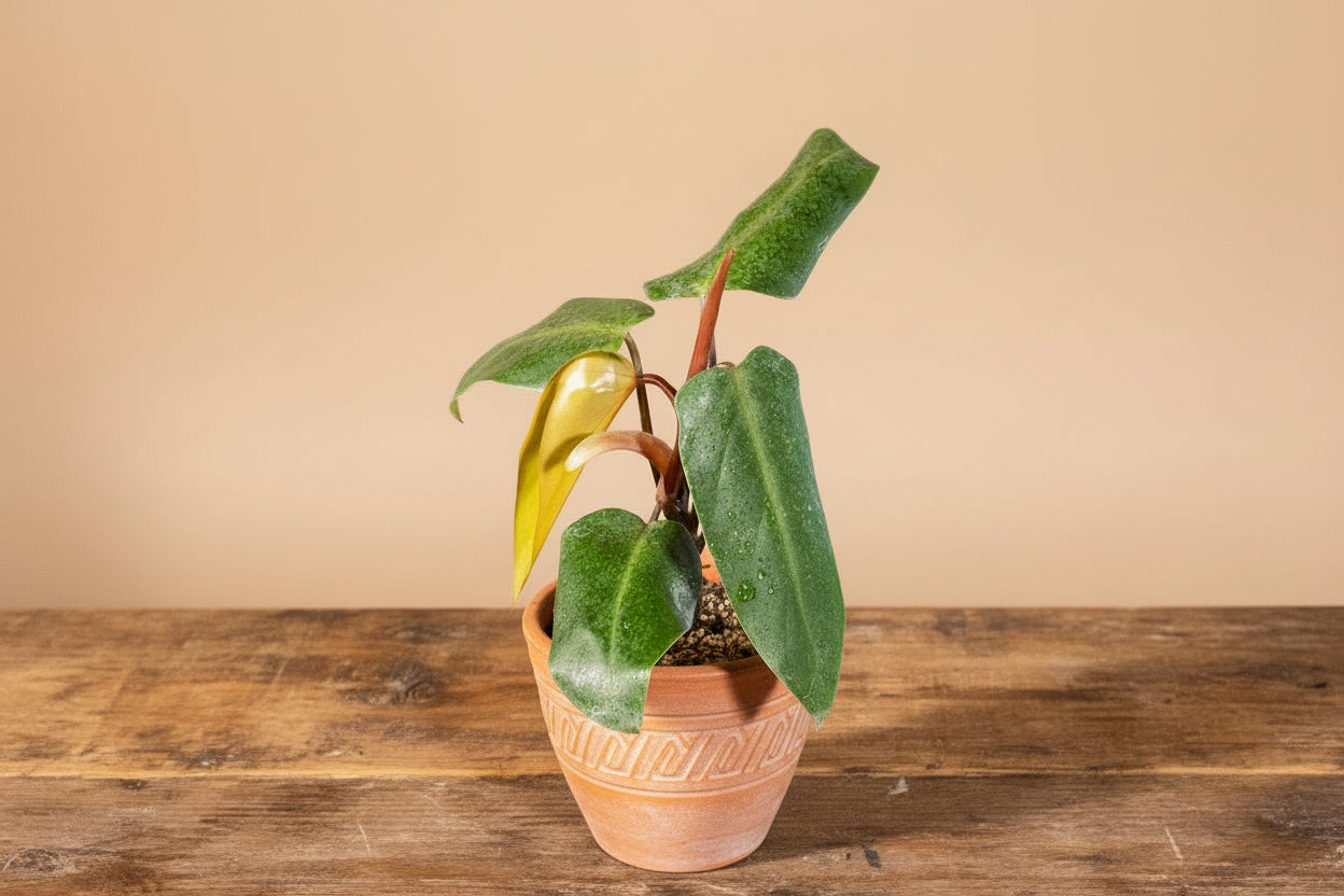 Philodendron Red Emerald is a fast-growing tropical aroid with glossy green leaves and bold red stems—easy care, perfect for indoor jungles.