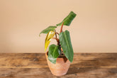Philodendron Red Emerald is a fast-growing tropical aroid with glossy green leaves and bold red stems—easy care, perfect for indoor jungles.