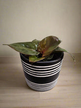 The Philodendron Red Heart is a vibrant tropical plant known for its striking red leaves that mature into deep green. Its compact growth and heart-shaped foliage make it ideal for desks, shelves, or smaller spaces.