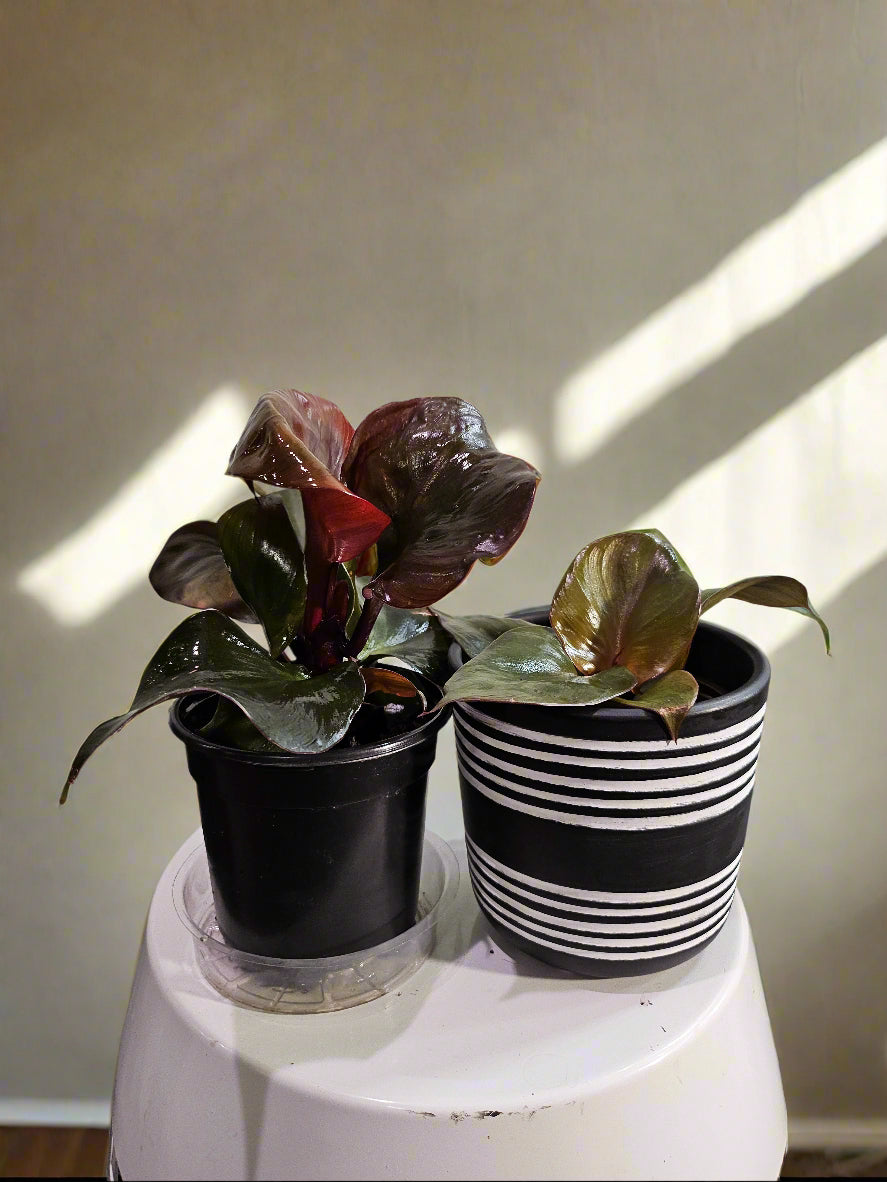 The Philodendron Red Heart is a vibrant tropical plant known for its striking red leaves that mature into deep green. Its compact growth and heart-shaped foliage make it ideal for desks, shelves, or smaller spaces.