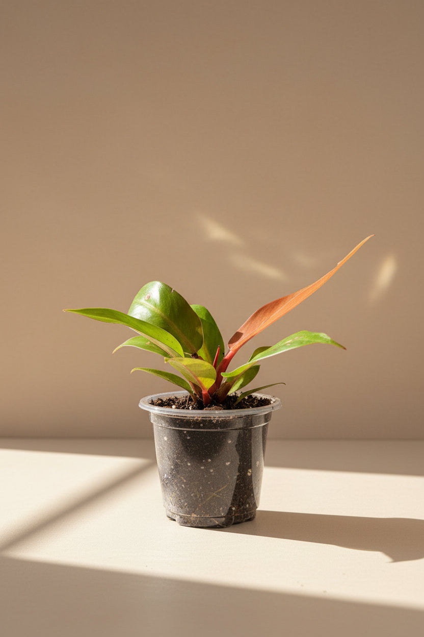 Philodendron Red King shows deep red new leaves that mature to glossy green. A compact, regal aroid that thrives in bright, indirect light indoors.