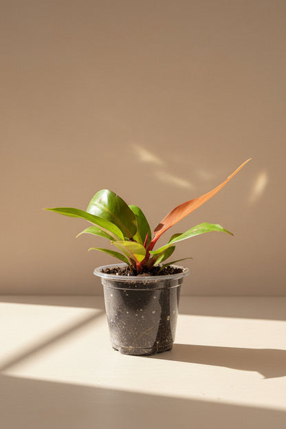 Philodendron Red King shows deep red new leaves that mature to glossy green. A compact, regal aroid that thrives in bright, indirect light indoors.