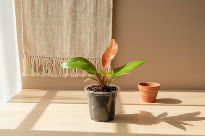 Philodendron Red King shows deep red new leaves that mature to glossy green. A compact, regal aroid that thrives in bright, indirect light indoors.