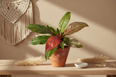 Philodendron Red King shows deep red new leaves that mature to glossy green. A compact, regal aroid that thrives in bright, indirect light indoors.