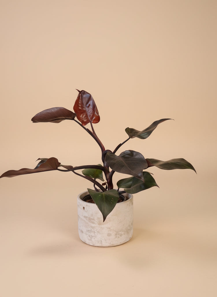 Philodendron Rubrum CV Pink brings blush accents and bold foliage to your space. An uncommon, easy-care plant ideal for collectors and tropical plant lovers.