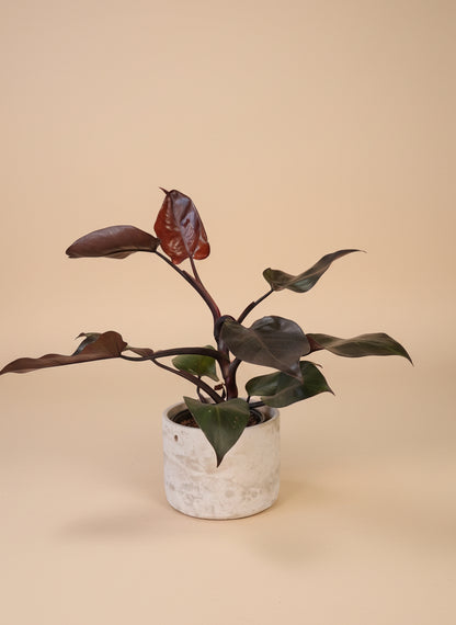 Philodendron Rubrum CV Pink brings blush accents and bold foliage to your space. An uncommon, easy-care plant ideal for collectors and tropical plant lovers.