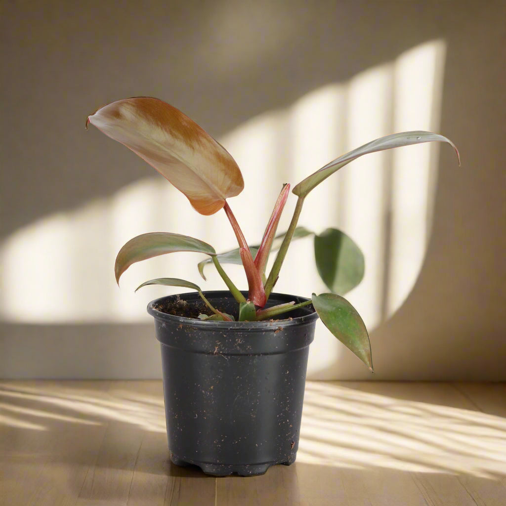 Philodendron Sayaka is a rare hybrid with silvery heart-shaped leaves and lush tropical form—perfect for collectors seeking low-maintenance, jungle elegance.