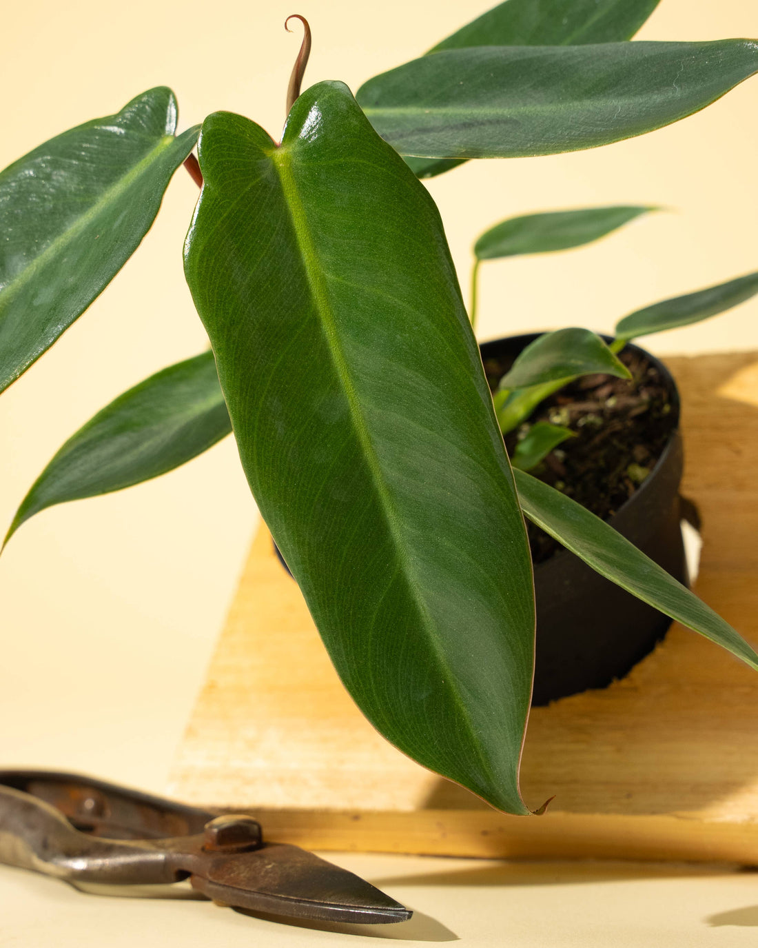 Rare and revered, the Philodendron Spiritus Sancti is the “Holy Grail” of plants—an ethereal, sculptural beauty prized by serious collectors worldwide.