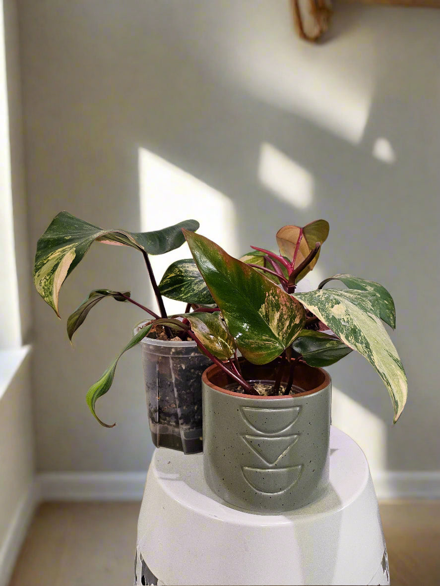 Philodendron Strawberry Shake stuns with pink, cream, and green variegation. A rare gem, it thrives in bright, indirect light—perfect for plant collectors