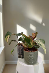 Philodendron Strawberry Shake stuns with pink, cream, and green variegation. A rare gem, it thrives in bright, indirect light—perfect for plant collectors