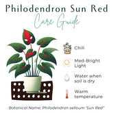 The Philodendron Sun Red showcases vibrant red-tinted new leaves that mature into deep green, creating a striking color contrast. This compact, easy-care plant thrives in bright to medium indirect light and prefers regular watering, making it ideal for all skill levels. Perfect for adding color to indoor spaces.