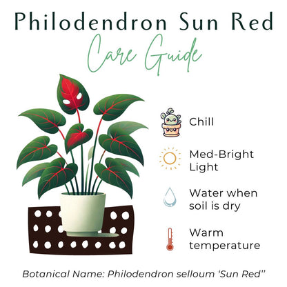 The Philodendron Sun Red showcases vibrant red-tinted new leaves that mature into deep green, creating a striking color contrast. This compact, easy-care plant thrives in bright to medium indirect light and prefers regular watering, making it ideal for all skill levels. Perfect for adding color to indoor spaces.