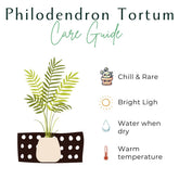The Philodendron Tortum is a rare, fast-growing vine with deep-cut, skeleton-like leaves, making it a striking centerpiece for any plant collection. Thriving in bright, indirect light, it adds unique, architectural greenery to your space. Perfect for plant enthusiasts, this chill plant grows quickly and stands out with its bold foliage.