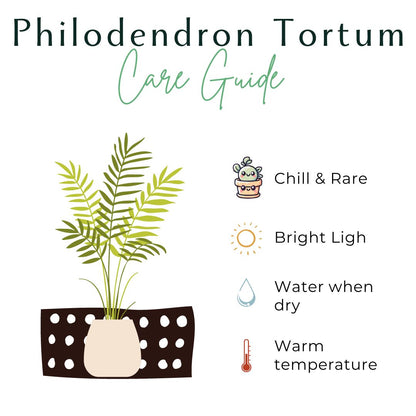 The Philodendron Tortum is a rare, fast-growing vine with deep-cut, skeleton-like leaves, making it a striking centerpiece for any plant collection. Thriving in bright, indirect light, it adds unique, architectural greenery to your space. Perfect for plant enthusiasts, this chill plant grows quickly and stands out with its bold foliage.