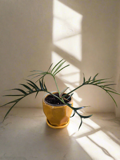 The Philodendron Tortum is a rare, fast-growing vine with deep-cut, skeleton-like leaves, making it a striking centerpiece for any plant collection. Thriving in bright, indirect light, it adds unique, architectural greenery to your space. Perfect for plant enthusiasts, this chill plant grows quickly and stands out with its bold foliage.