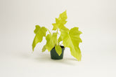 Philodendron Warscewiczii Neon features glowing neon yellow, lobed leaves that intensify in bright indirect light. A rare, collector-worthy aroid.