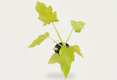 Philodendron Warscewiczii Neon features glowing neon yellow, lobed leaves that intensify in bright indirect light. A rare, collector-worthy aroid.