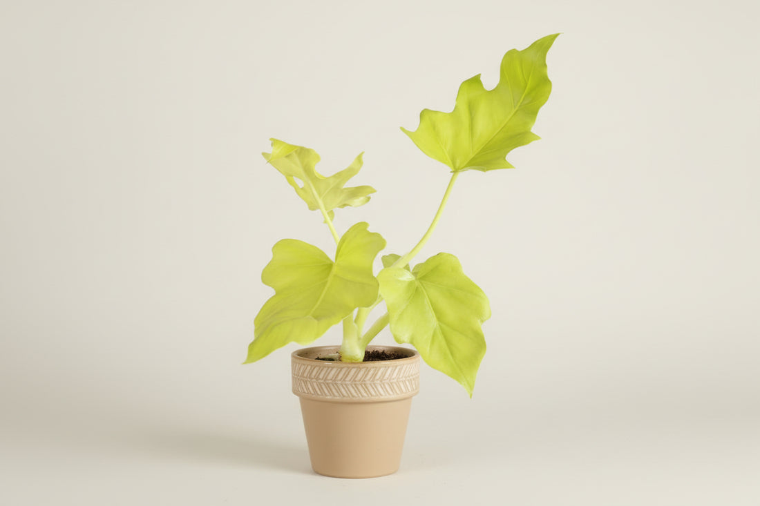 Philodendron Warscewiczii Neon features glowing neon yellow, lobed leaves that intensify in bright indirect light. A rare, collector-worthy aroid.