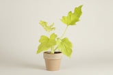 Philodendron Warscewiczii Neon features glowing neon yellow, lobed leaves that intensify in bright indirect light. A rare, collector-worthy aroid.